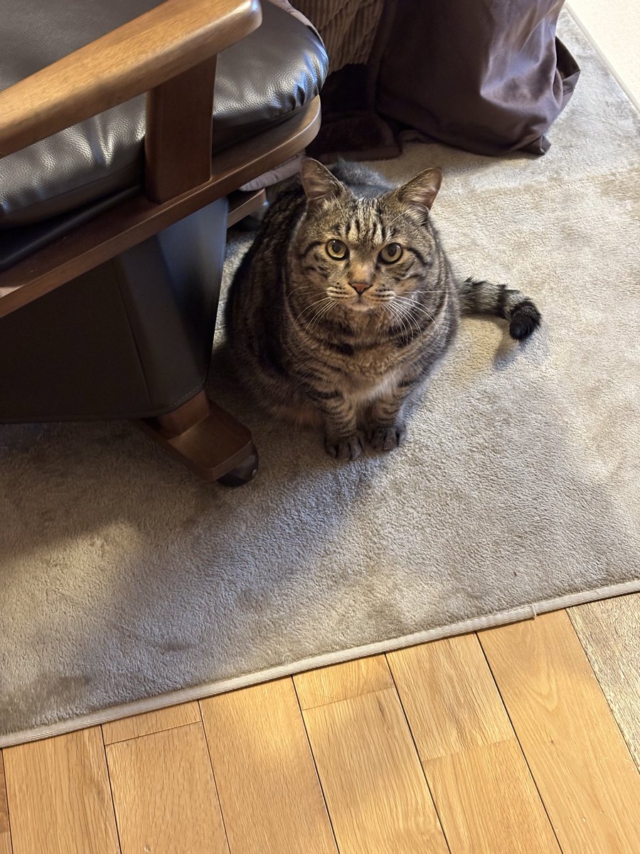 キジトラ虎三郎 (@TH82624015) / Posts / X