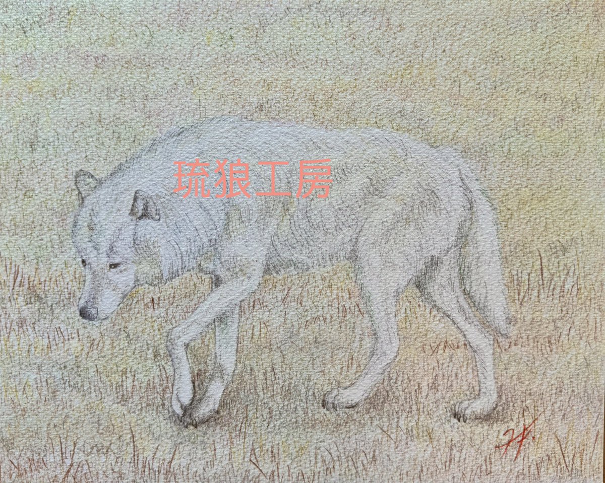 北極狼（色鉛筆画） 昨日完成したばかりの北極狼です。北極圏の原野を