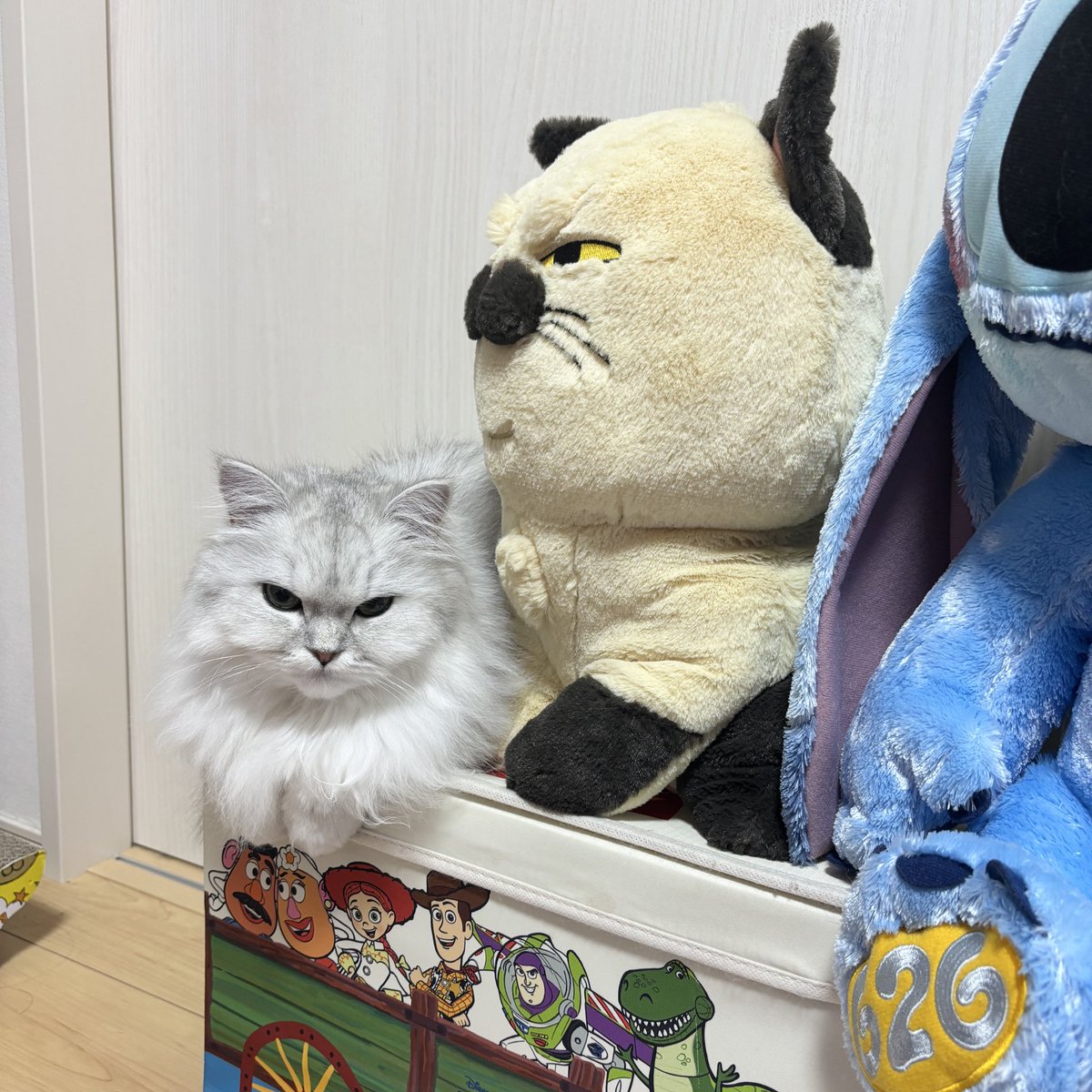 くるみちゃんまた可愛いところにいる〜正面から撮りたい！と思って正面