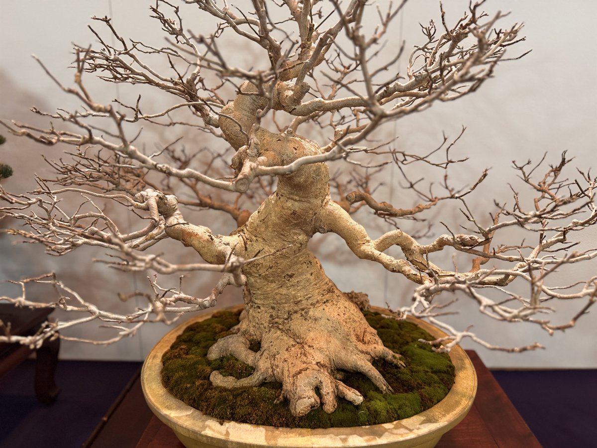 国風展には黒松、赤松、真柏、五葉松、杉などバリエーションに飛んでる