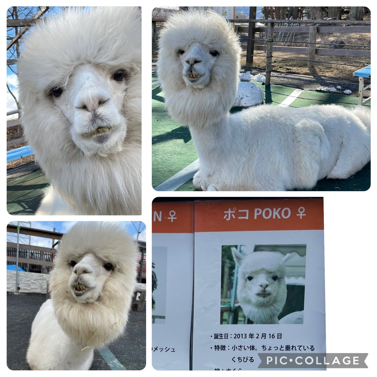 今日は #八ヶ岳アルパカ牧場 で暮らすポコちゃん13歳の誕生日