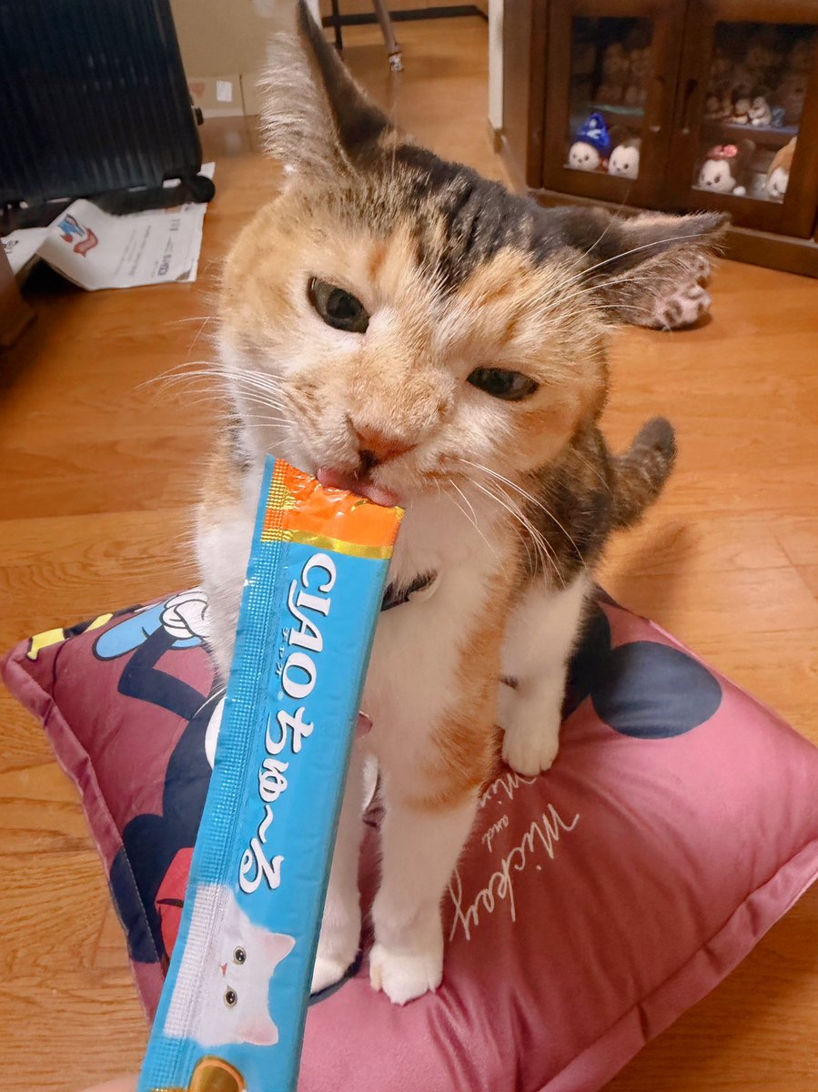 Post by あめちゃん🐱 on X: 🐱