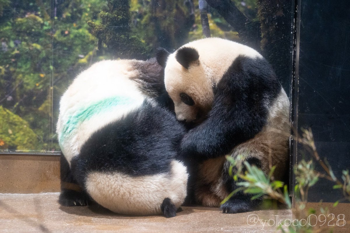 💚🧡2024.2.17のシャオさんとレイちゃん🐼🐼 #シャオシャオ #暁暁