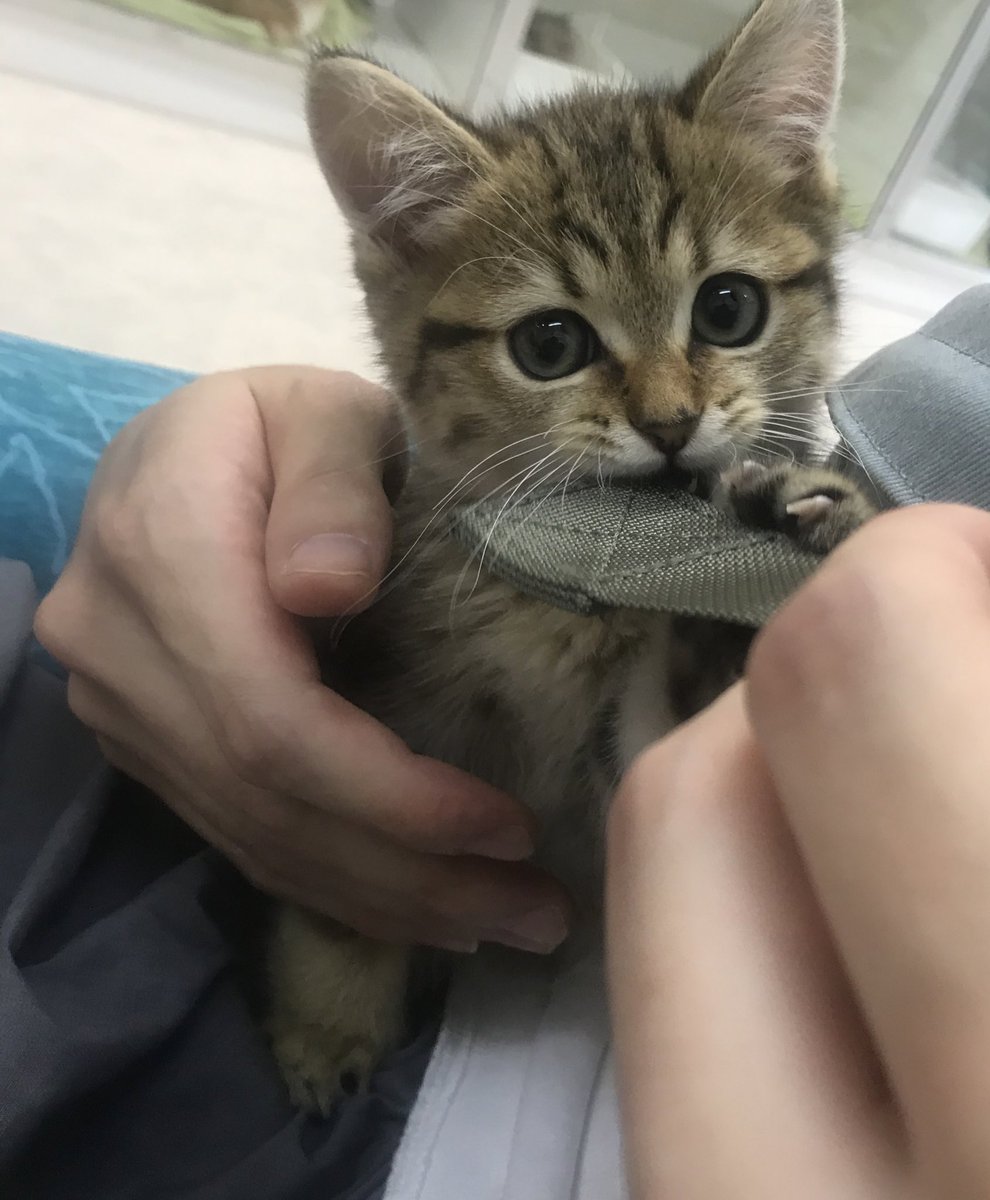 シトもビフォアフ🩵 #puppy