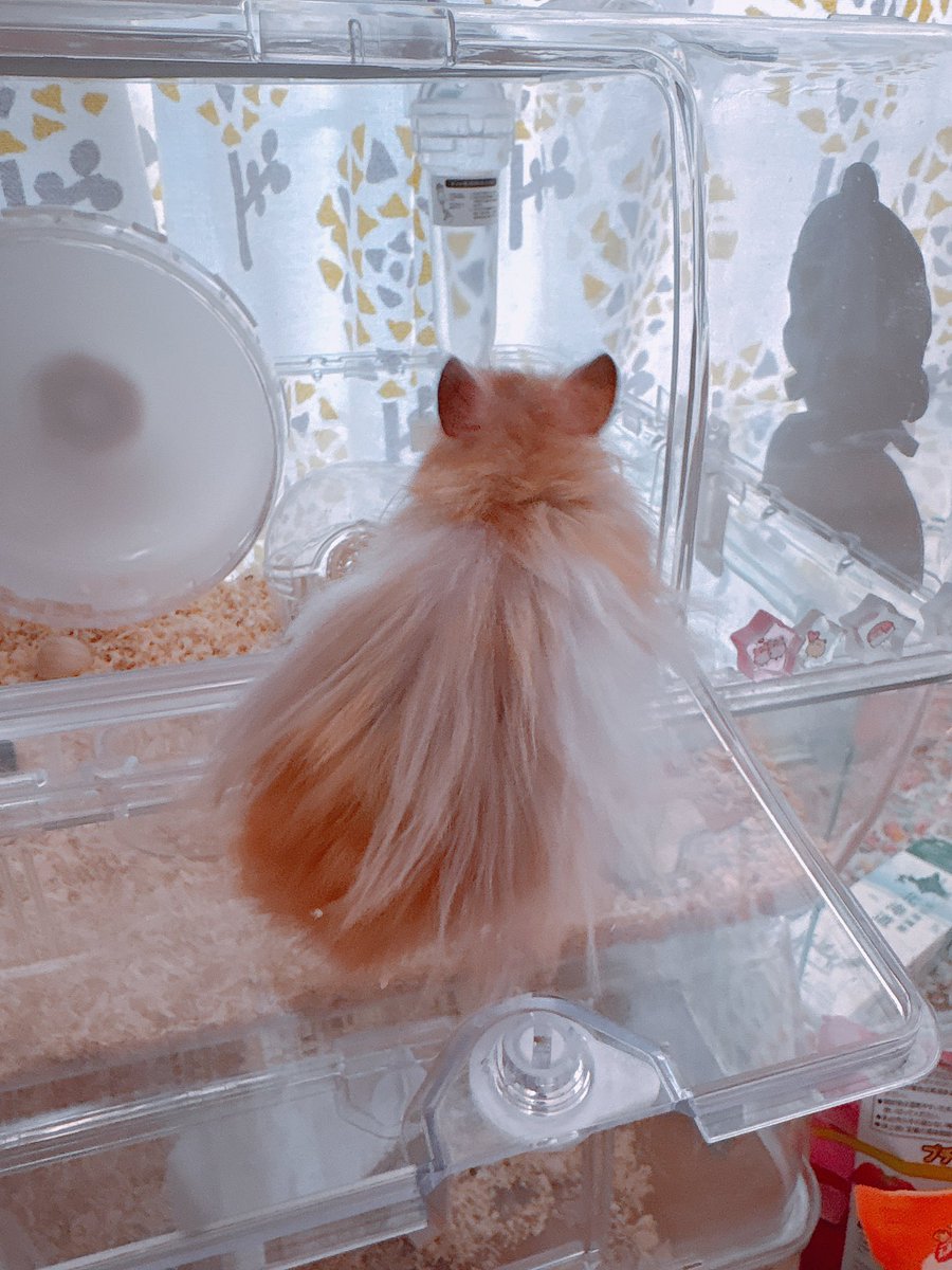 ⋆⸜ᴳᴼᴼᴰ ᴹᴼᴿᴺᴵᴺᴳ⸝⋆*