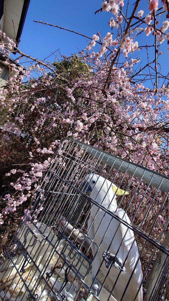 かずっぺ (@f31_leopard_xs) / Posts / X