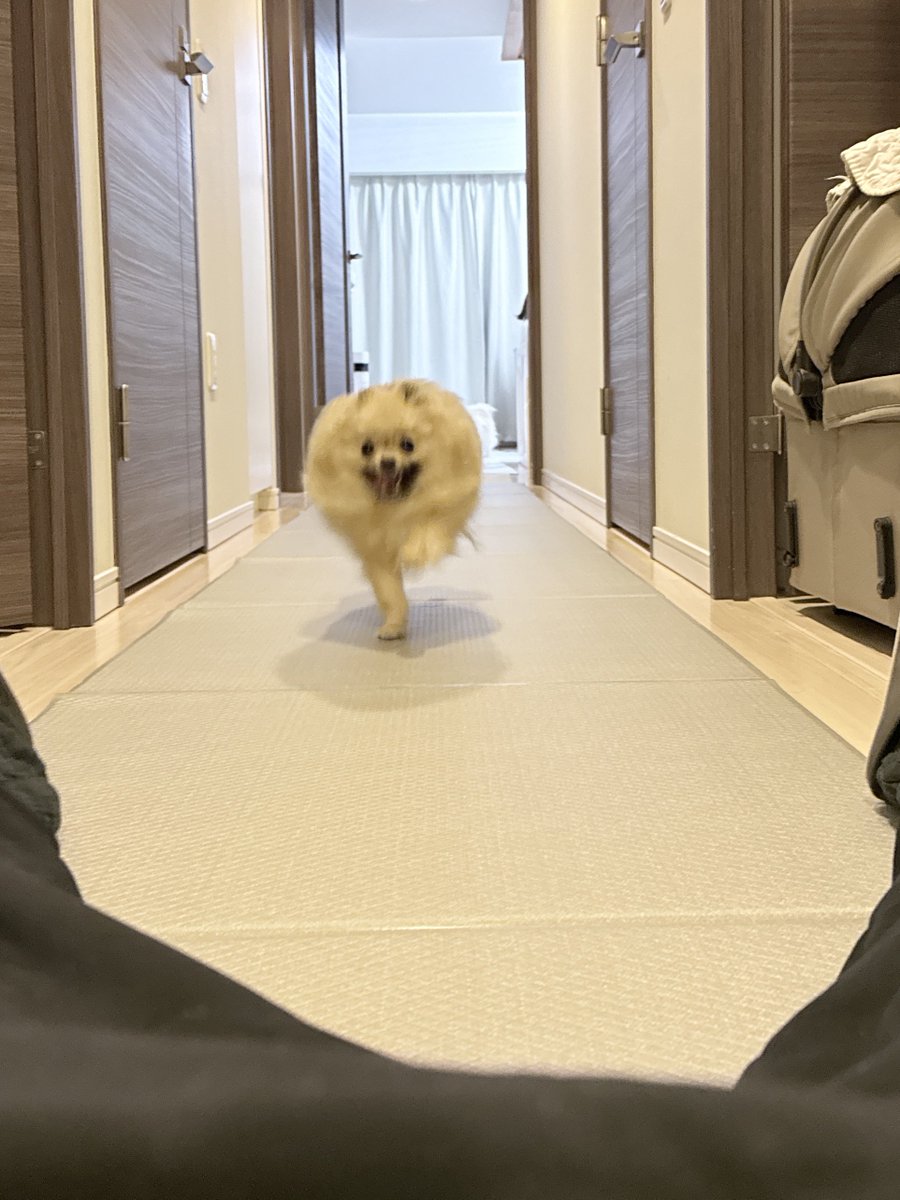 本日の作品 横になると腹に飛び乗ってくるのは なんやかんやで飼い主が