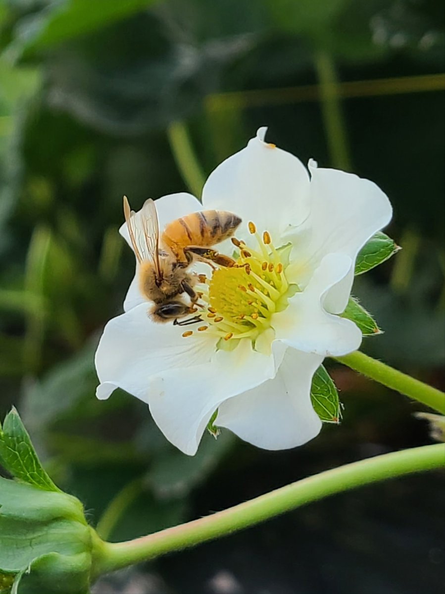 Flowers Community on X - 139.5K Members