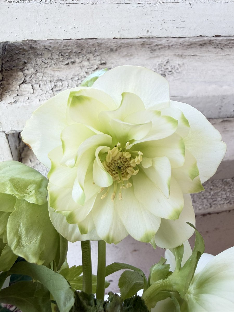 今日は爪利休のご紹介を。曽田園芸さんの利休は色んなバリエーションが