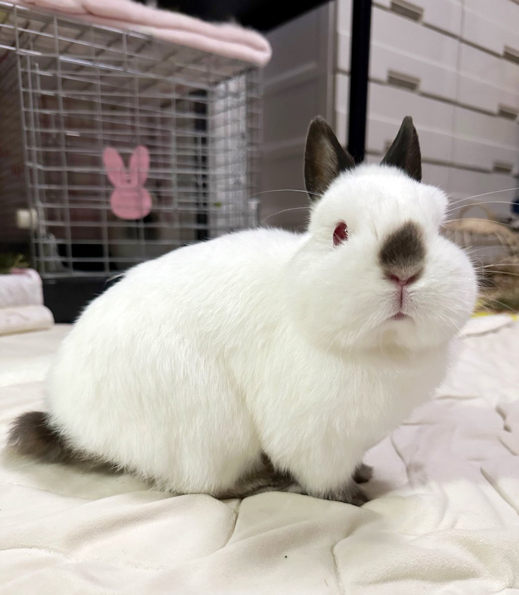 ヒマラヤンのうさぎ(ミラ) (@Trigger_milla) / Posts / X