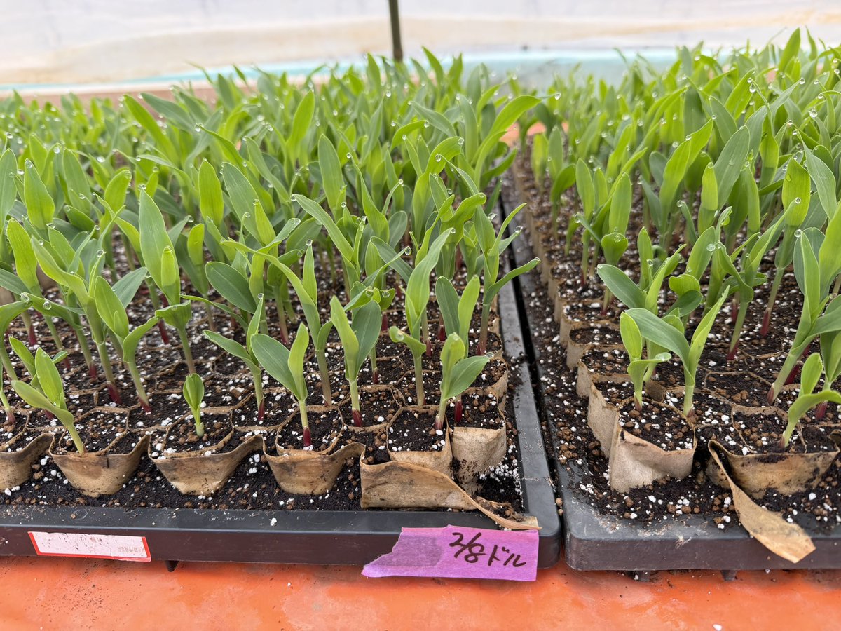 2/8播種 ドルチェドリーム、今日で12日目、やはり育苗期間は2週間