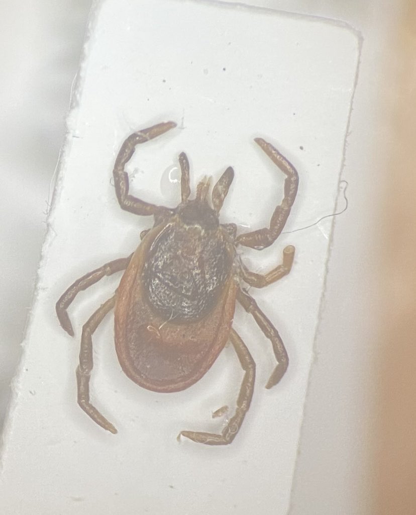 シュルツェ？ というかネットで手に入るものなんだ（笑）