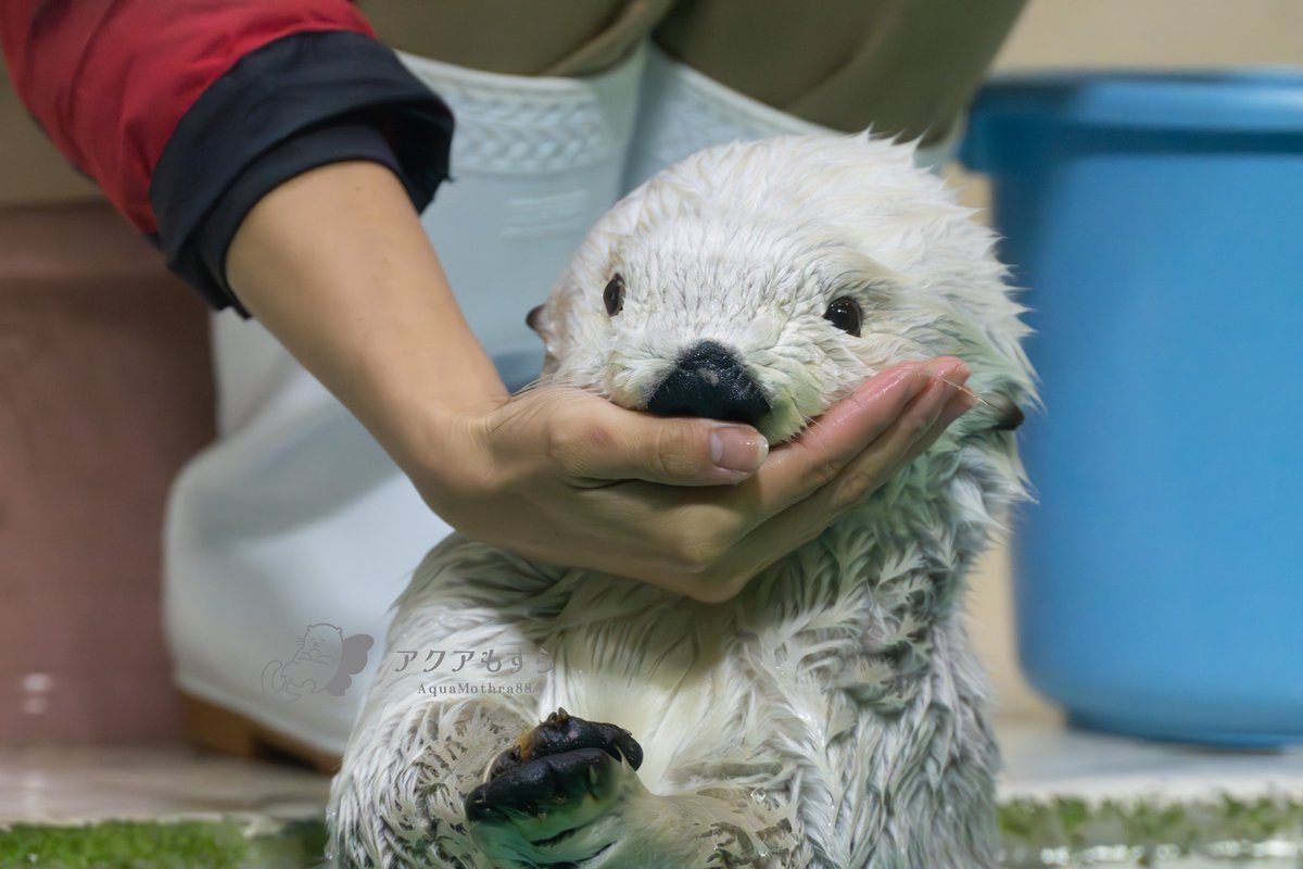 メイちゃんあご乗せコレクション （今使ってるSDカードに入ってた分