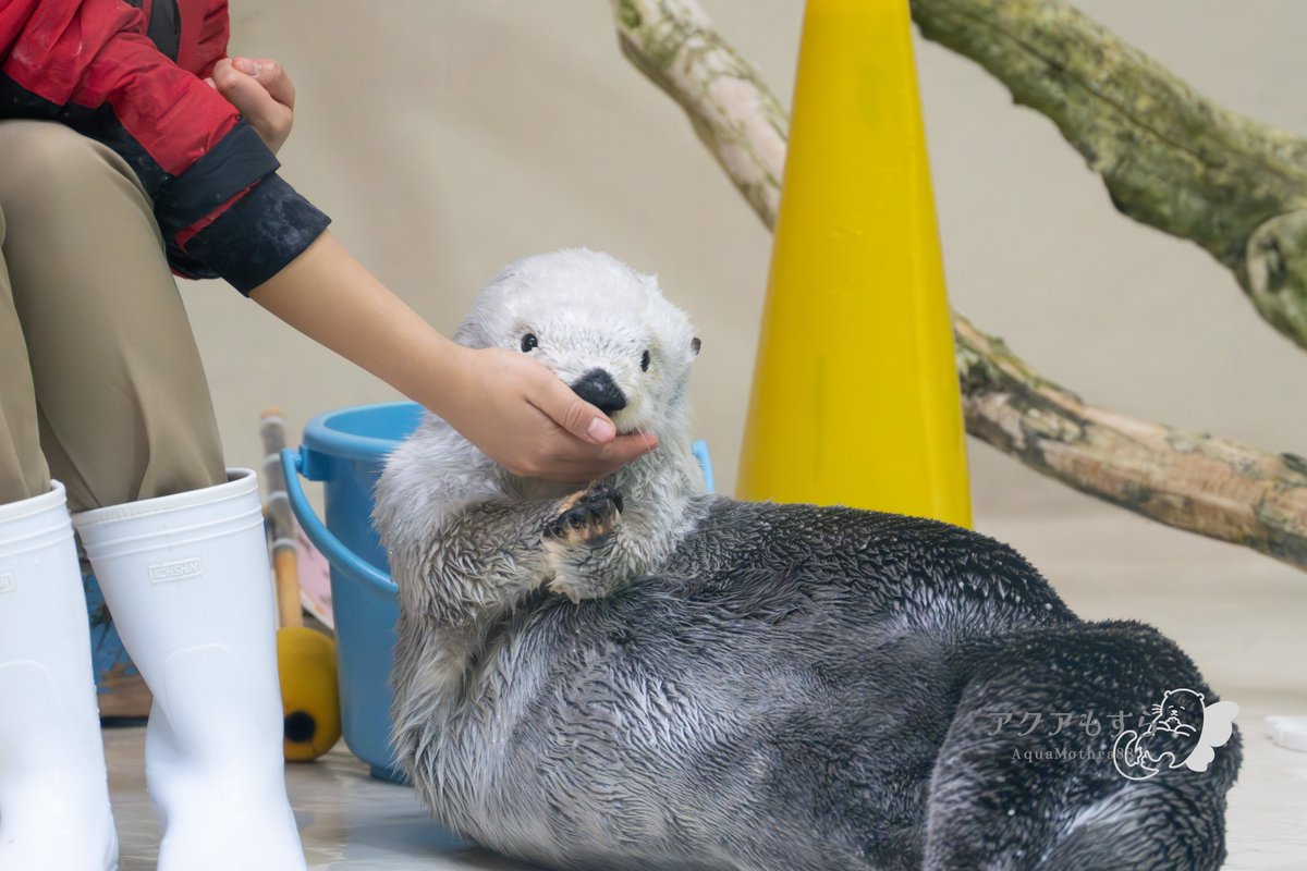 メイちゃんあご乗せコレクション （今使ってるSDカードに入ってた分