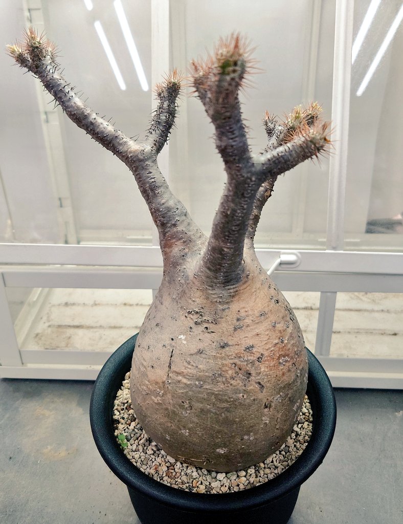 パキポディウム グラキリス わかりにくいかもしれませんが 枝先が緑っ