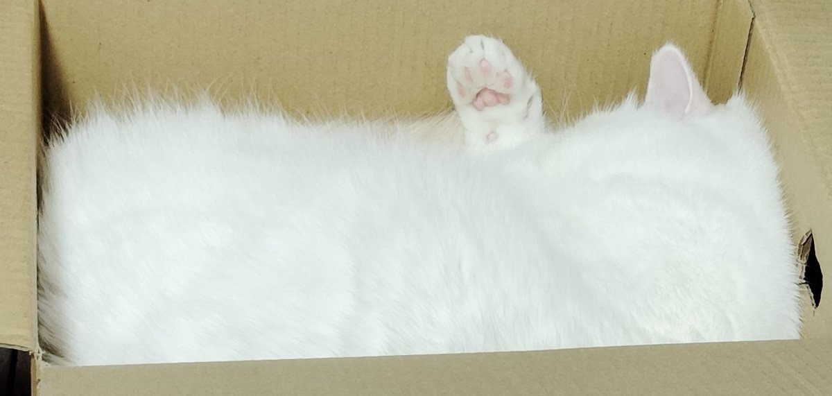 福ちゃん (@fukuchanwhite) / Posts / X