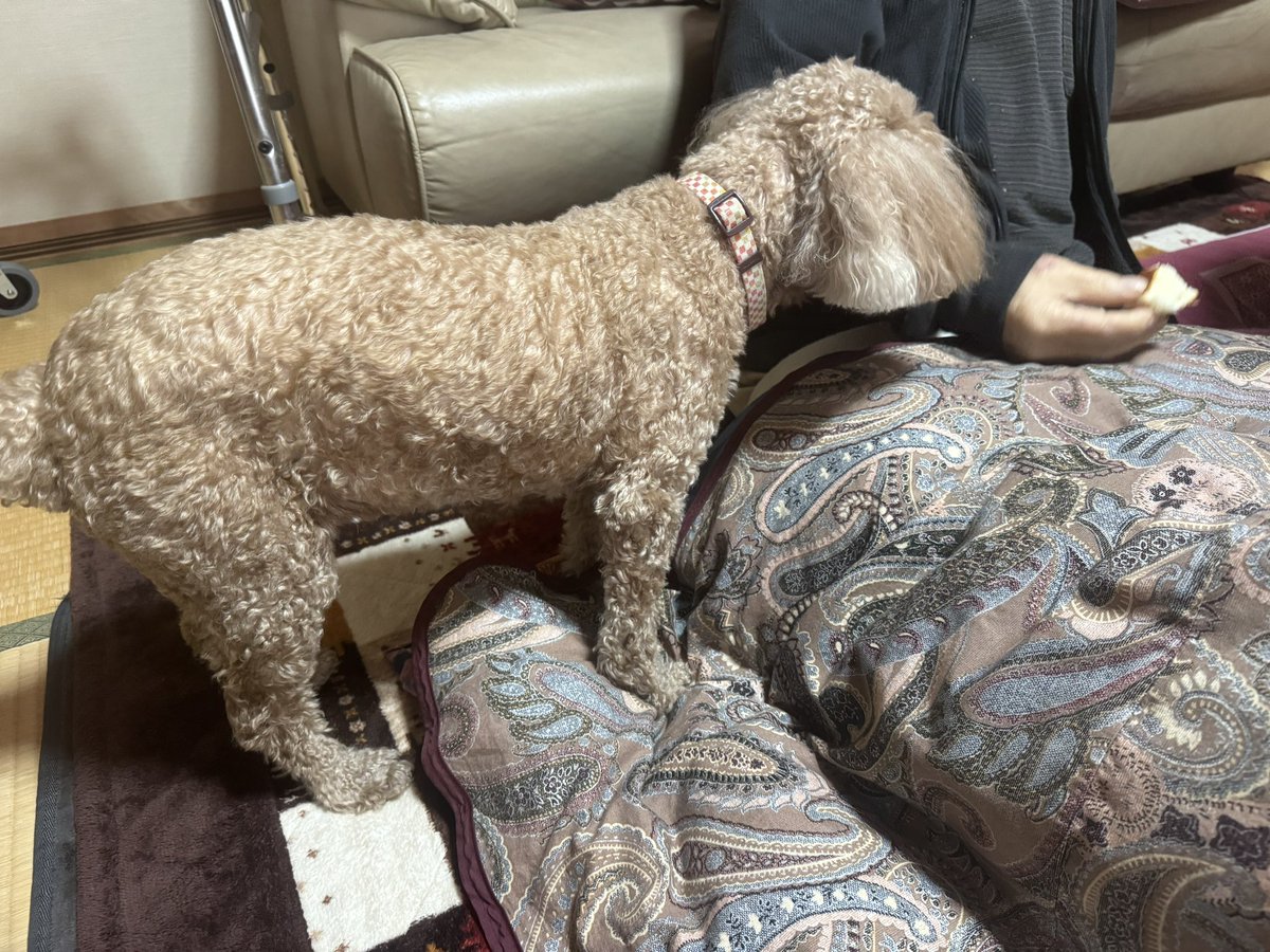 93歳のお爺さんの横におる犬様白内障で視界ゼロ( ∪・ω・∪ )🥲