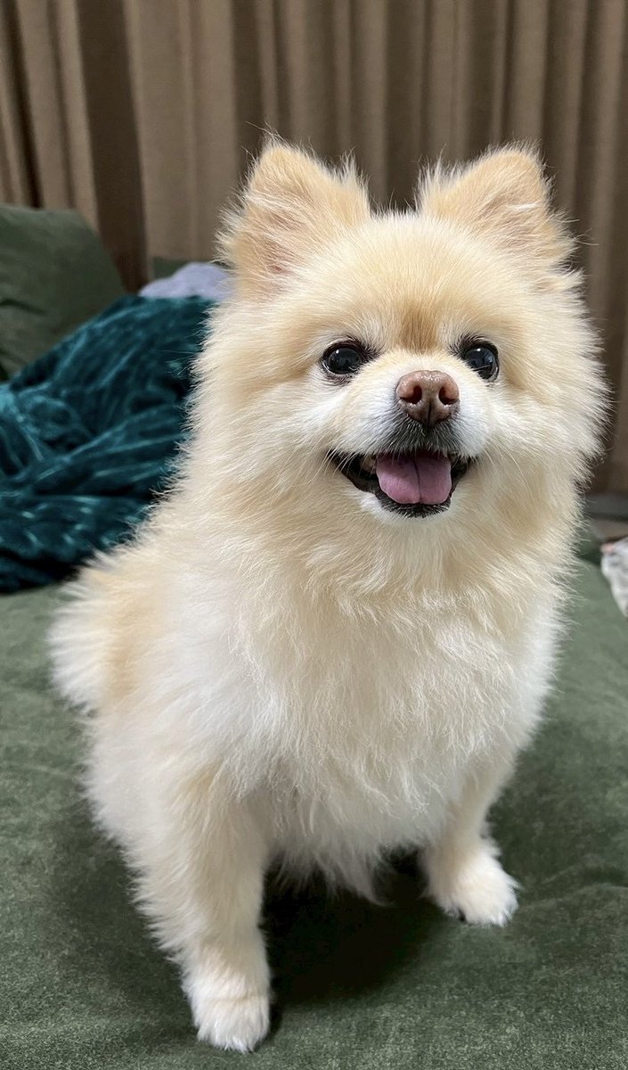 sanomaria0318 もふもふのポメラニアンのキラキラ笑顔差し上げるね🫶🏻