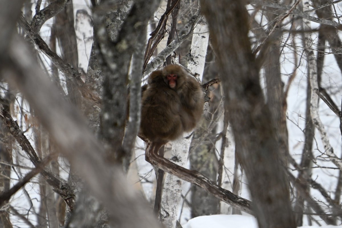 笹ヶ峰ニホンザル調査】 昨日、4日間の調査を終えました！ 豪雪や寒波