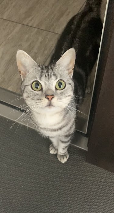 あんこともなか🐾充電ねこ (@cat_anko3) / Posts / X