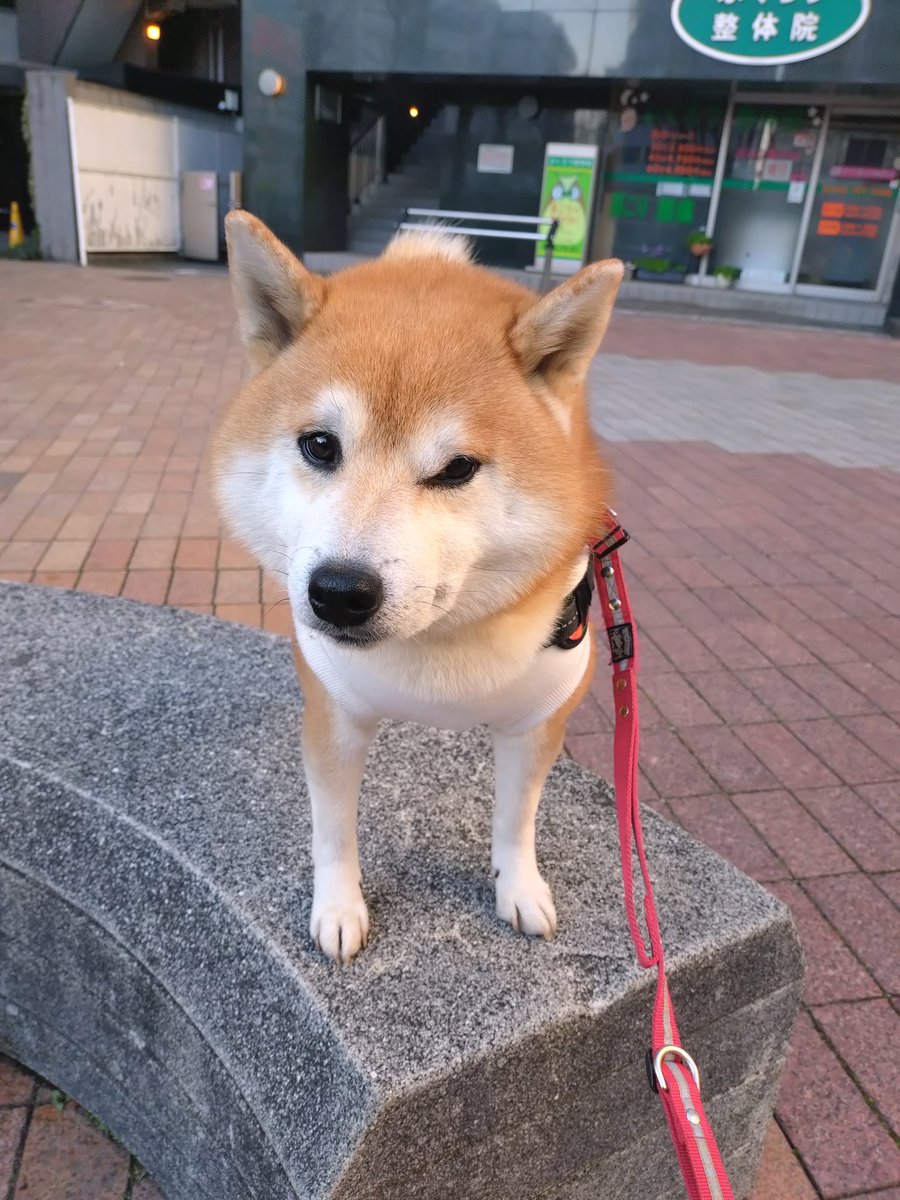 龍ちゃんズとよっちゃんみっちゃん (@ryuchan123bro) / Posts / X