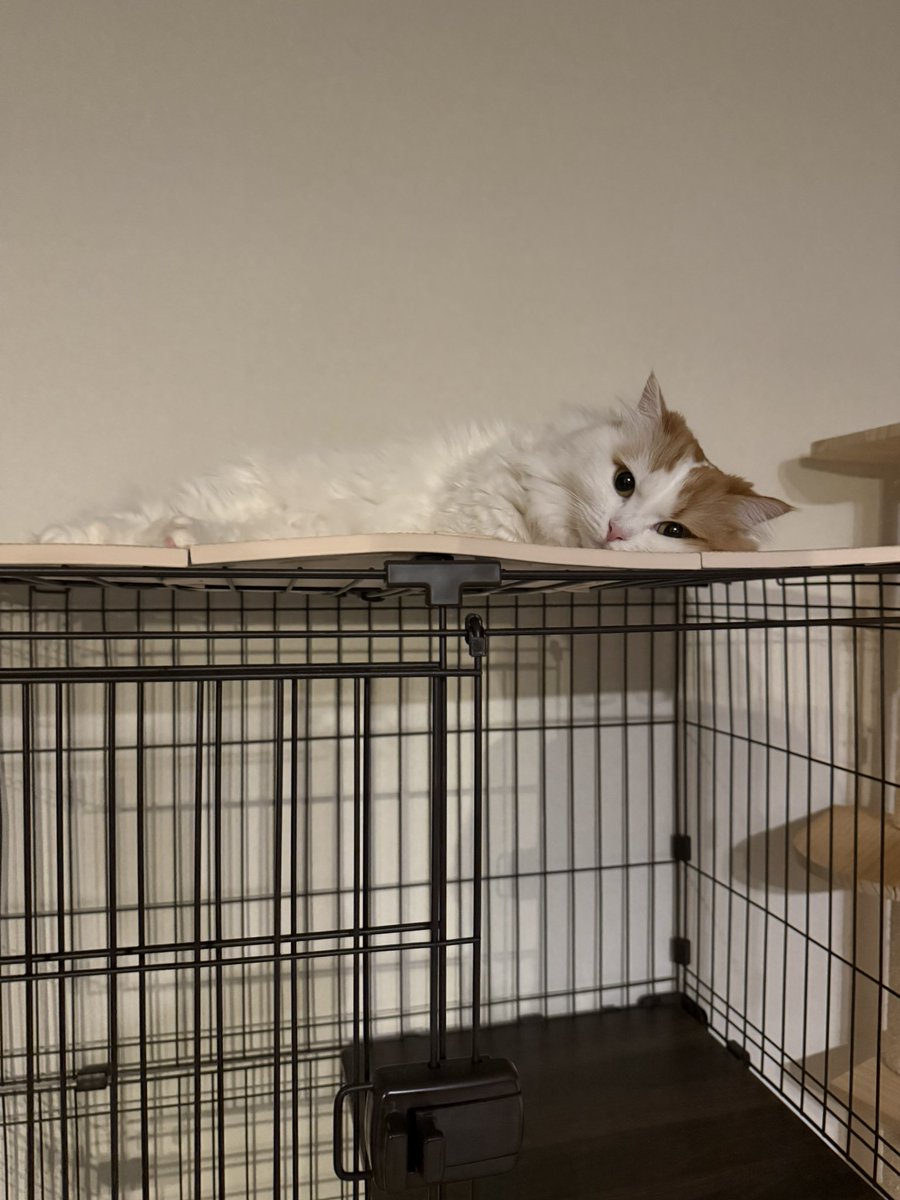 本日2月22日はにゃんにゃんにゃんの日でもあるみたいです😼 いつも癒し