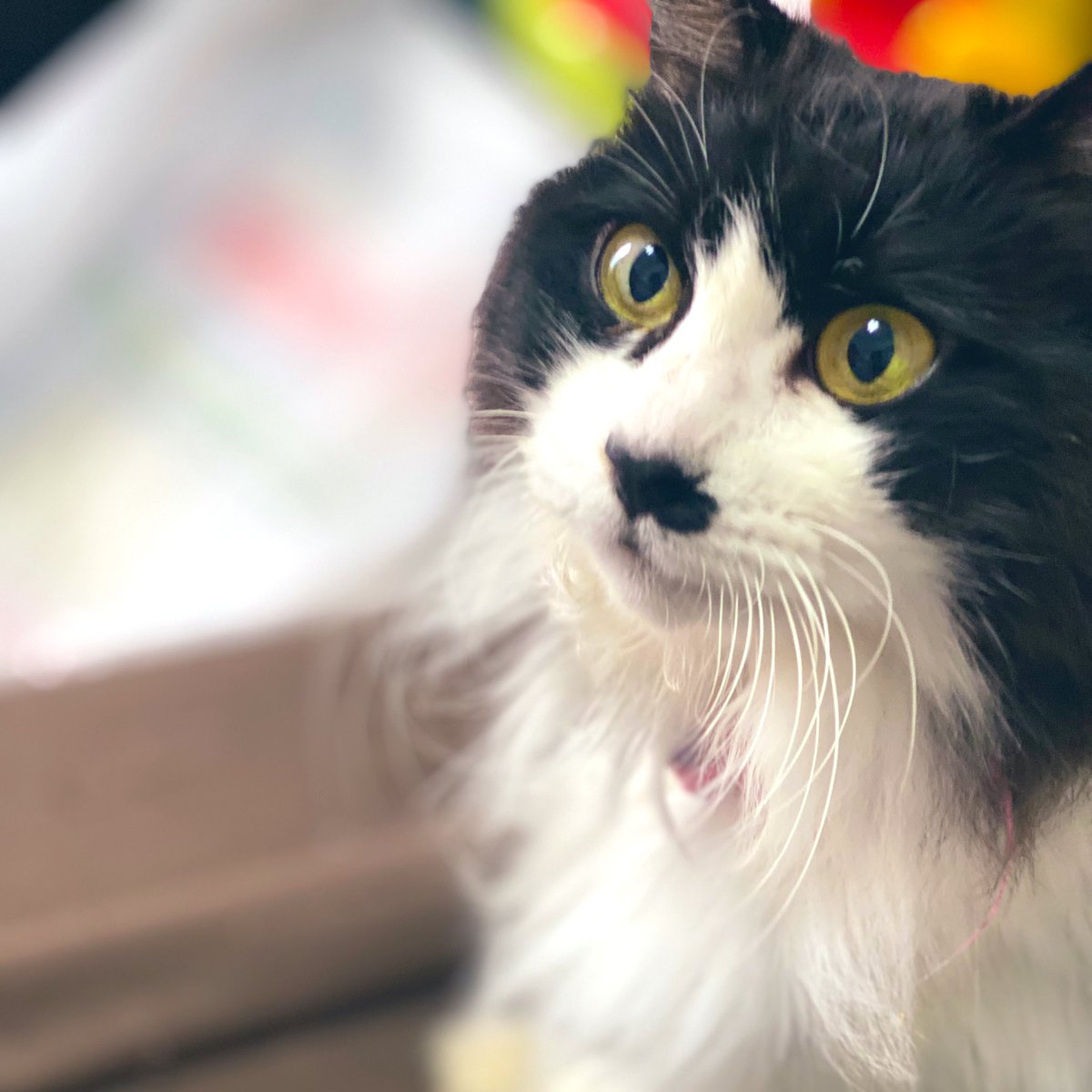 猫の日だ！、！ postに猫ちゃん多くてハッピー！ 全猫と飼い主に幸あれ！