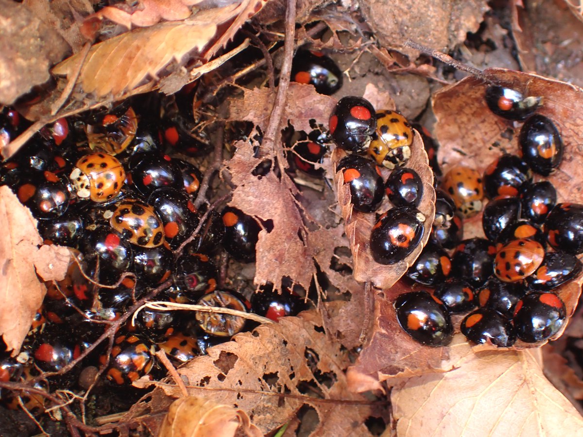 落ち葉の中にもいるんだ😳