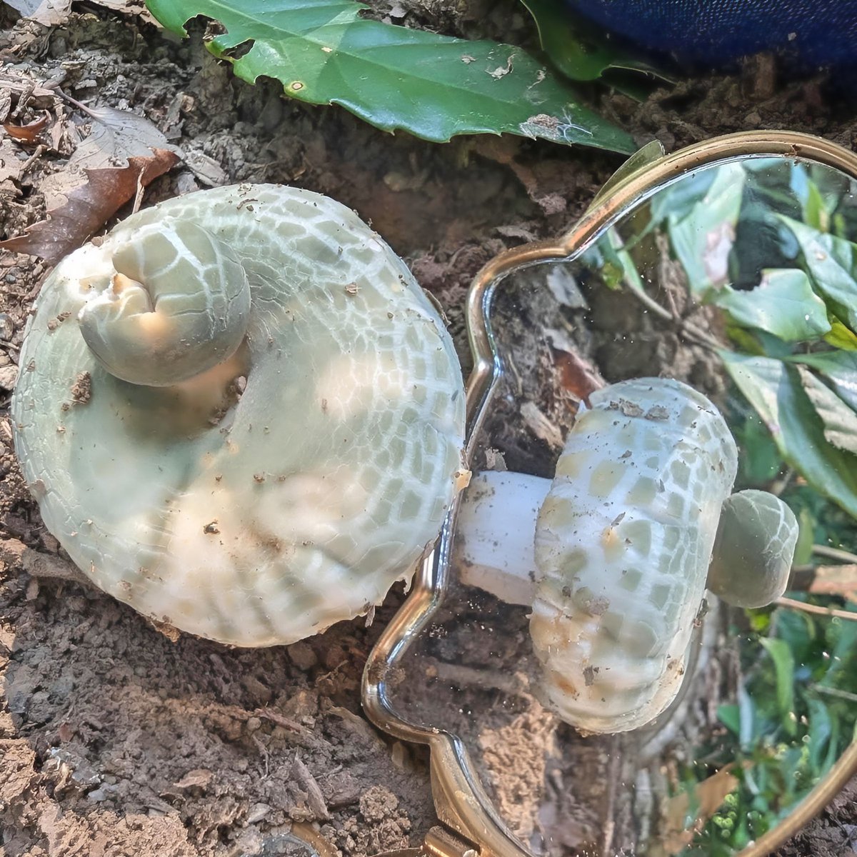 もっちー🍄🌿 (@mottii1965) / Posts / X