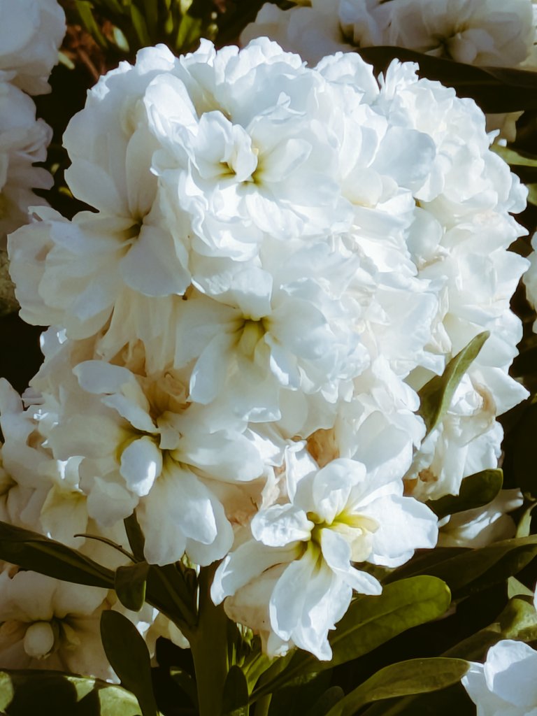 🍒✨のん✨🍒のんちゃん❤︎ポスト📮見てね🍀 (@auUuF4SrC9SuGMY