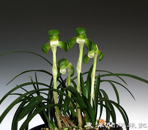 日本春蘭・韓国春蘭・中国春蘭・展示会 No．324 : 風来記 東洋蘭風来