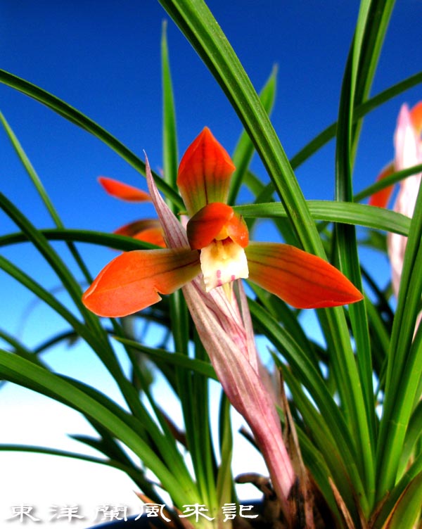 日本春蘭・韓国春蘭・中国春蘭・展示会 No．324 : 風来記 東洋蘭風来