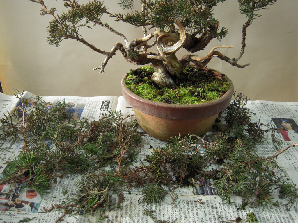 糸魚川真柏 素材作り : 雨宮園 ～盆栽・山野草・陶芸～ 趣味が仕事でも