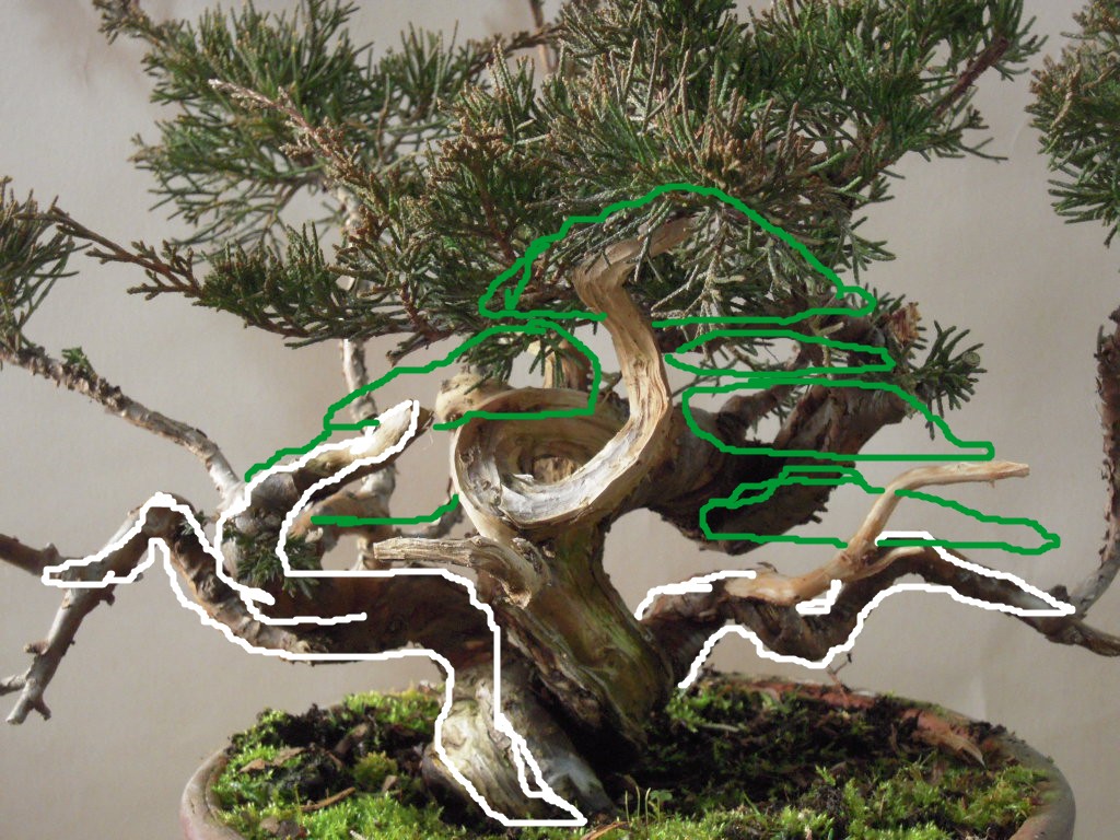 糸魚川真柏 素材作り : 雨宮園 ～盆栽・山野草・陶芸～ 趣味が仕事でも