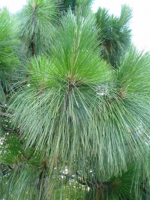 大きな松ぼっくり＝・・・「ダイオウショウ」 別名：大王松 : 蝶