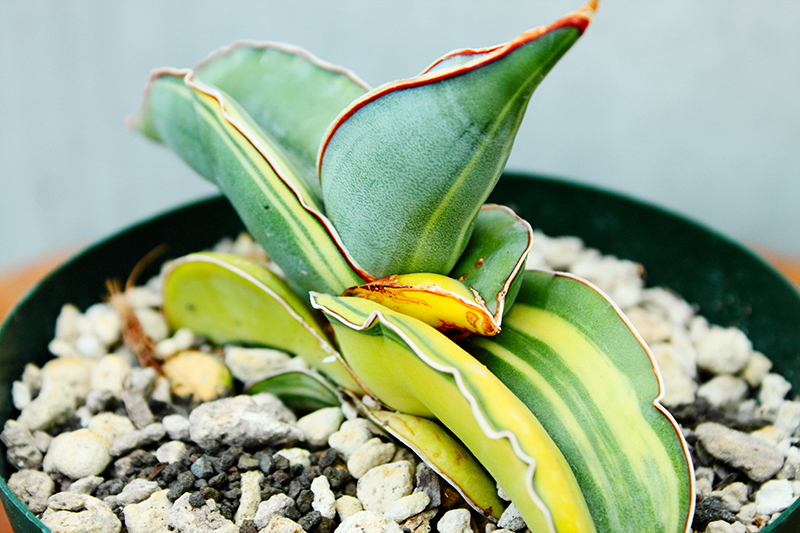 サンセベリア 斑入りコレクション②（ メドゥーサ / バナナ