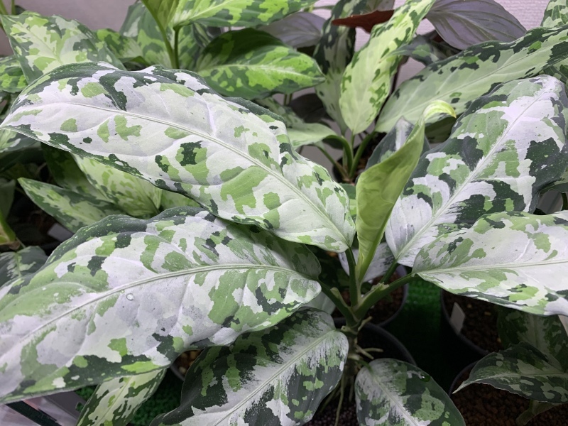 Aglaonema Pictum 柳緑花紅 : 四六時中