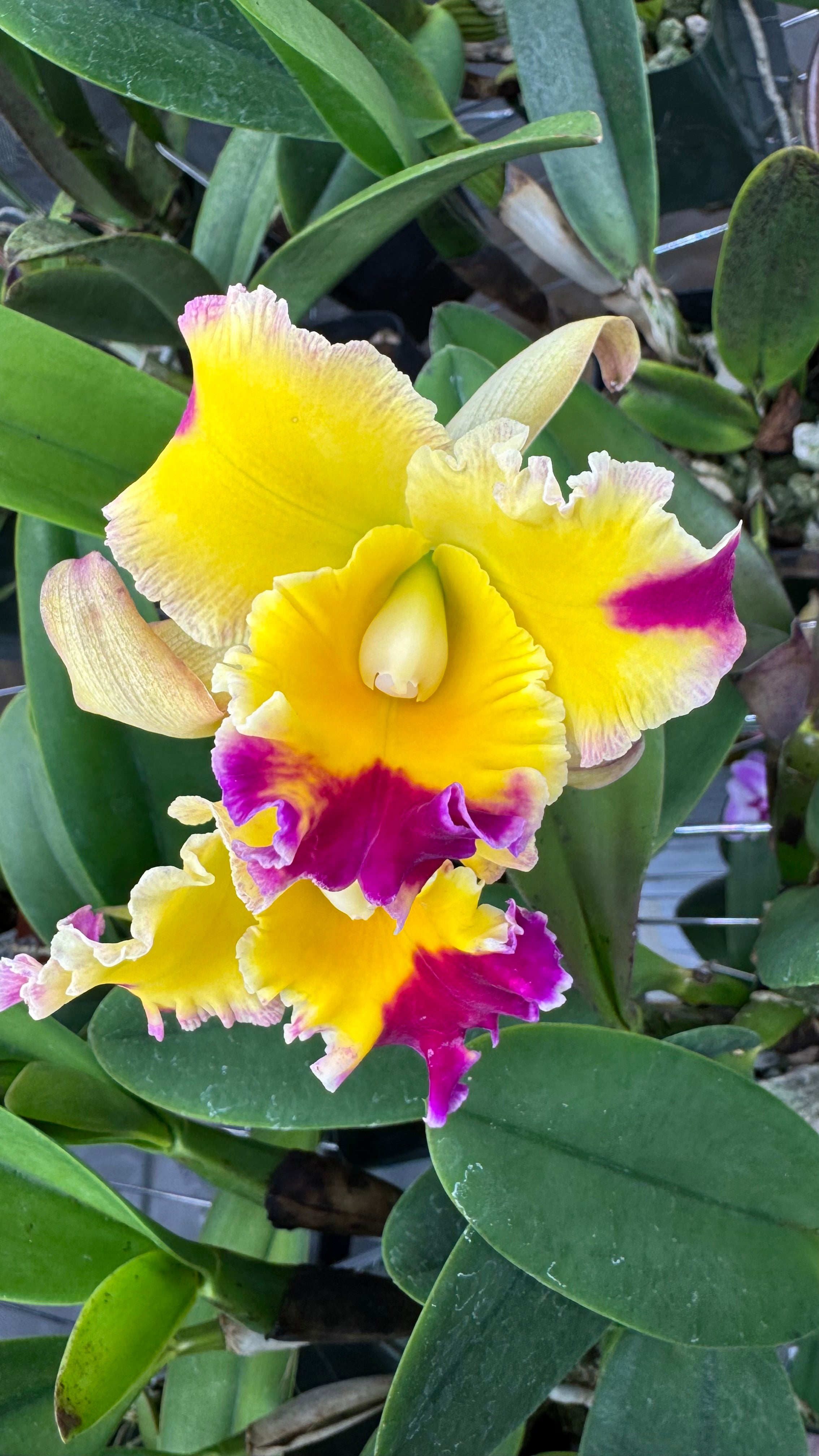 Large Cattleya Fragrant Pot. (Dick Smith x Chelsea Alward