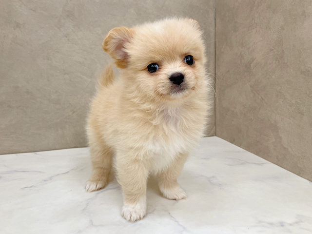 ミックス 久里浜店 │ペッツファースト公式サイト