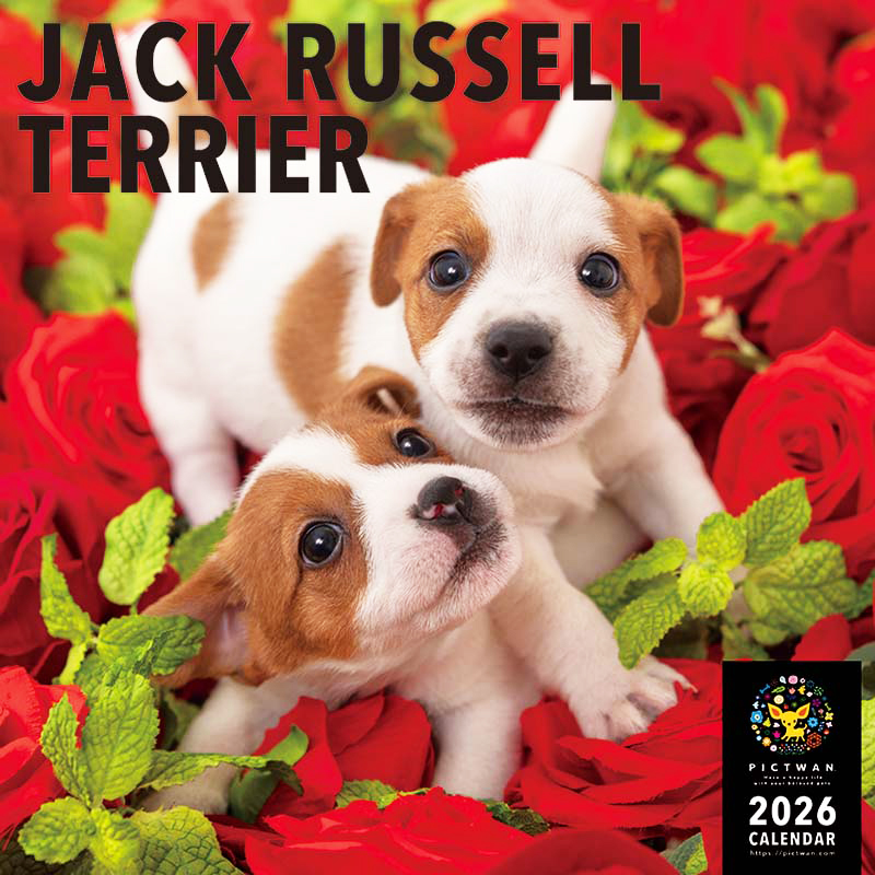 PICTWANカレンダー2026 ジャック・ラッセル・テリア【L判】