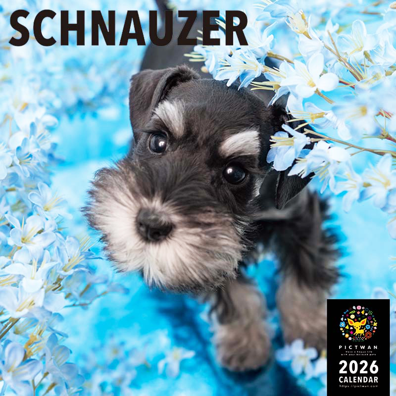 PICTWANカレンダー2026 シュナウザー【L判】