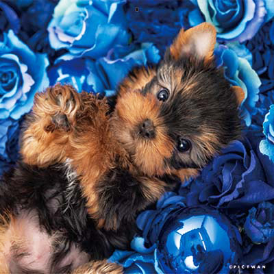 PICTWANカレンダー2026 ヨークシャー・テリア【S判】