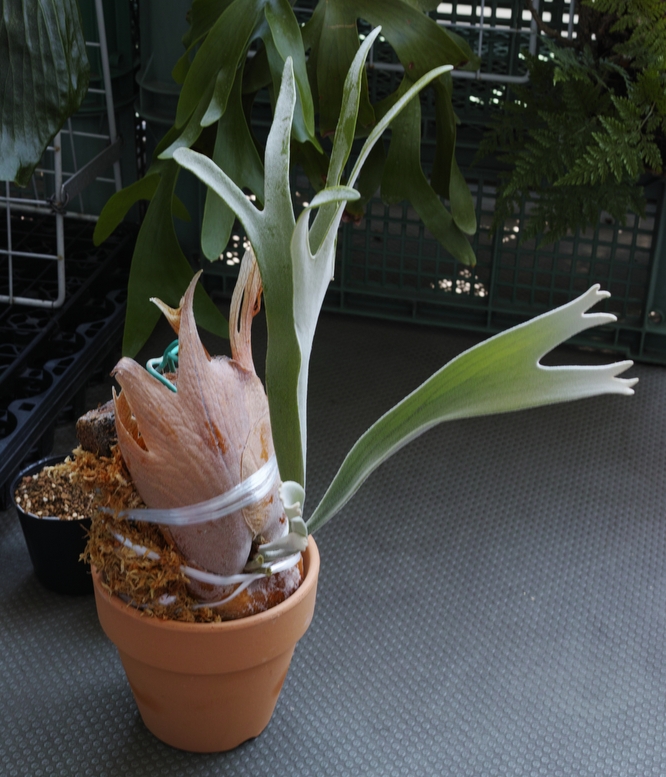 Platycerium veitchii 'Lemoinei' | 俺のビカクシダ