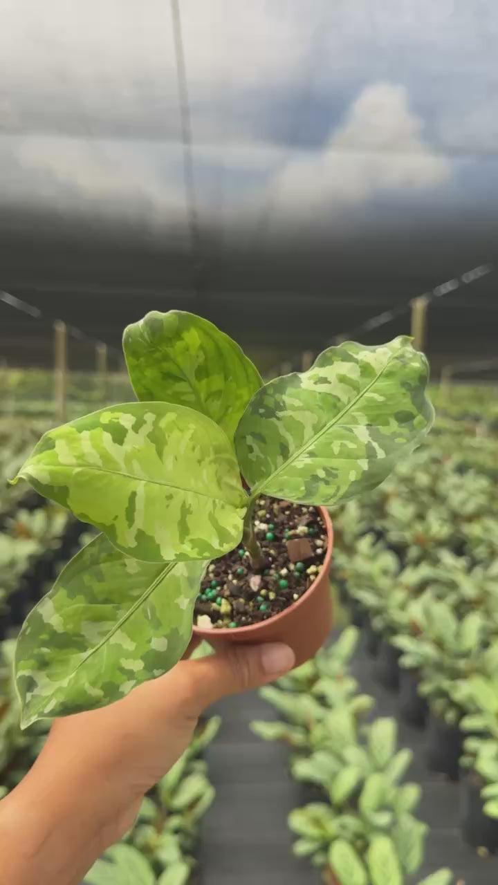 Aglaonema Pictum Tricolor | Houseplant | Always Affordable at