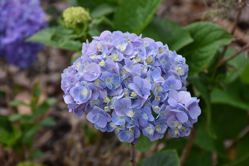 Dear Dolores Hydrangea (Hydrangea macrophylla 'Wyatt LeFever') in