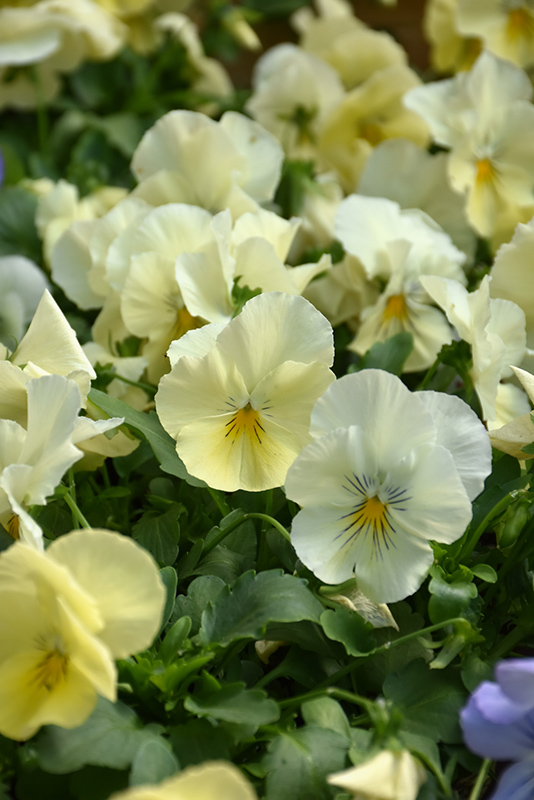 Cool Wave Yellow Pansy (Viola x wittrockiana 'PAS904972') in San