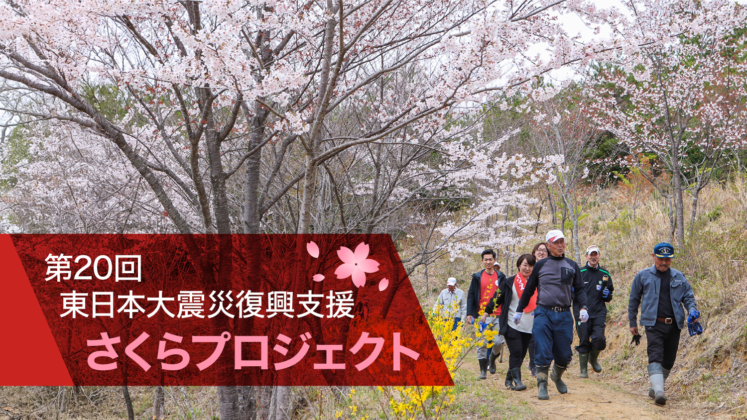 さくらプロジェクトが開催20回目を迎えました | News | 野村