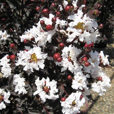 サルスベリ ブラックパール® | PROVEN WINNERS (PW)【植物の国際ブランド】