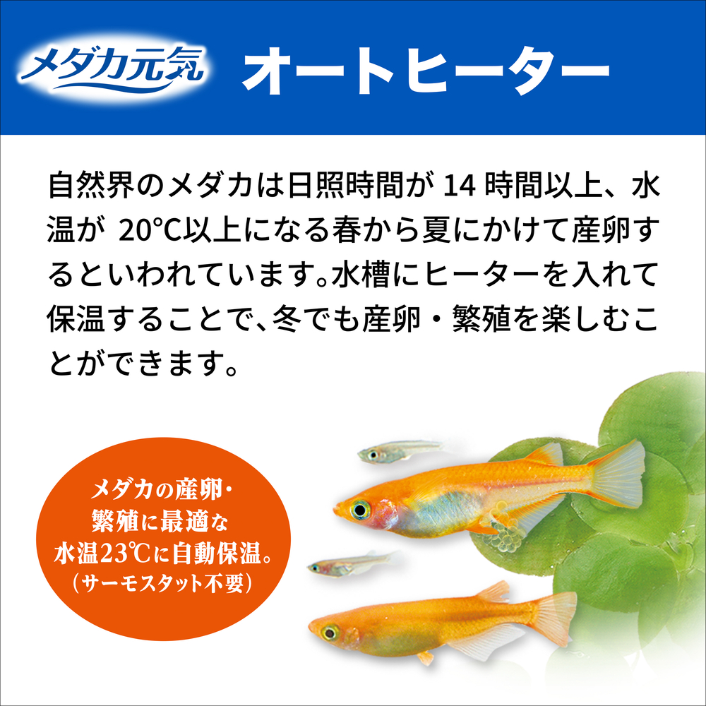 メダカ元気 オートヒーター55 産卵最適23℃固定 | ジェックス株式会社