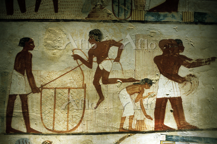 古代エジプト美術に描かれた農業の様子 [61984040]のアート作品 - アフロ